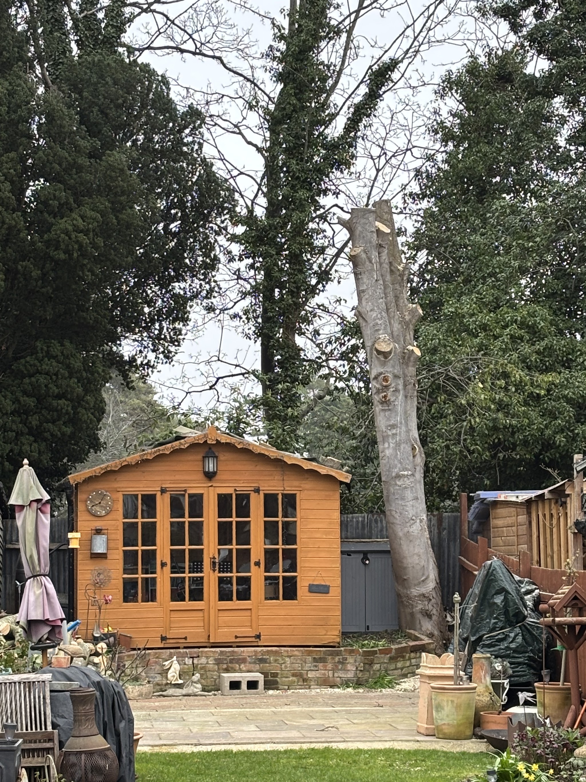 The tall sycamore trunk right beside a wooden summerhouse, before it came down