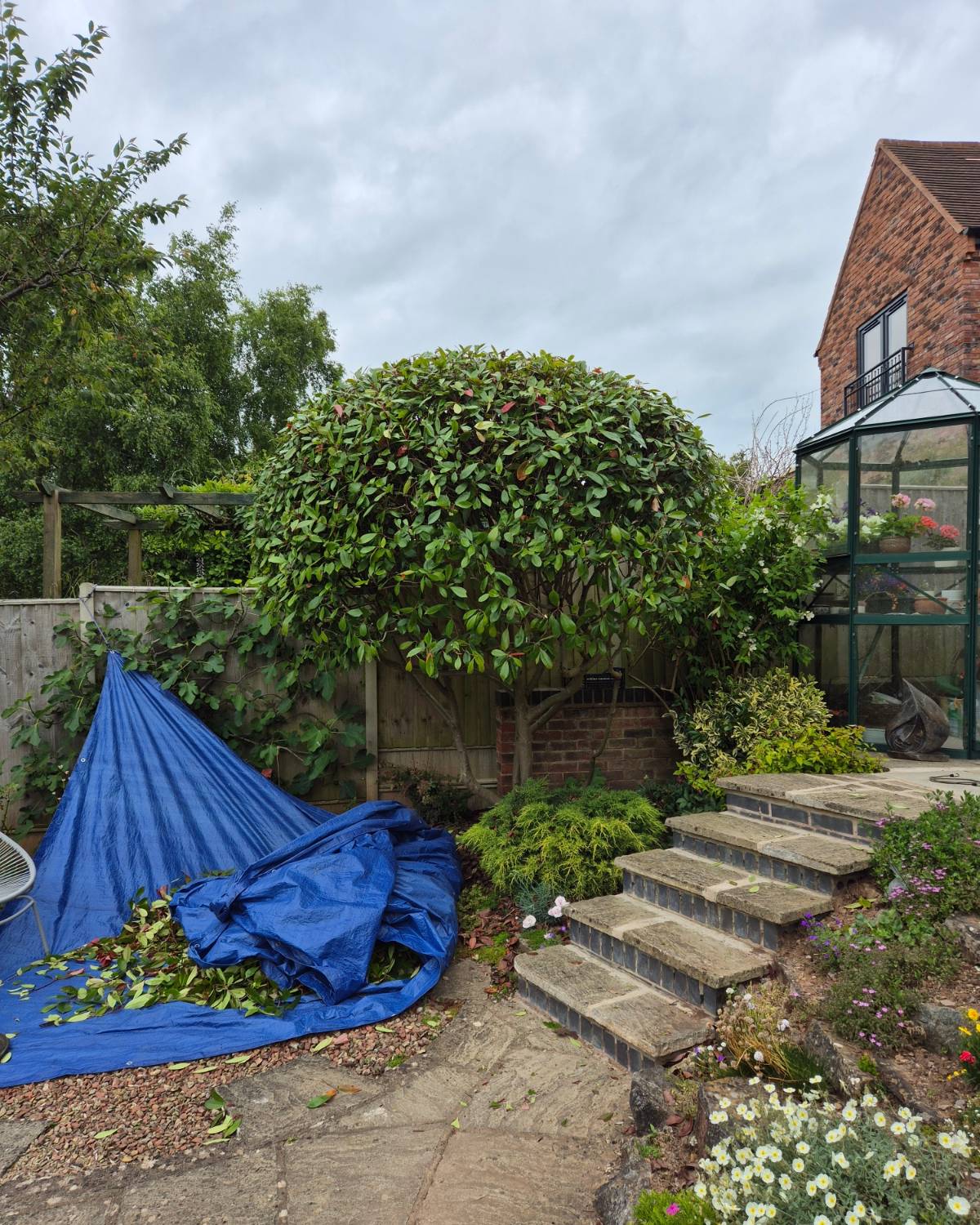 A shaped dome of evergreen over garden steps, clippings gathered on a tarp