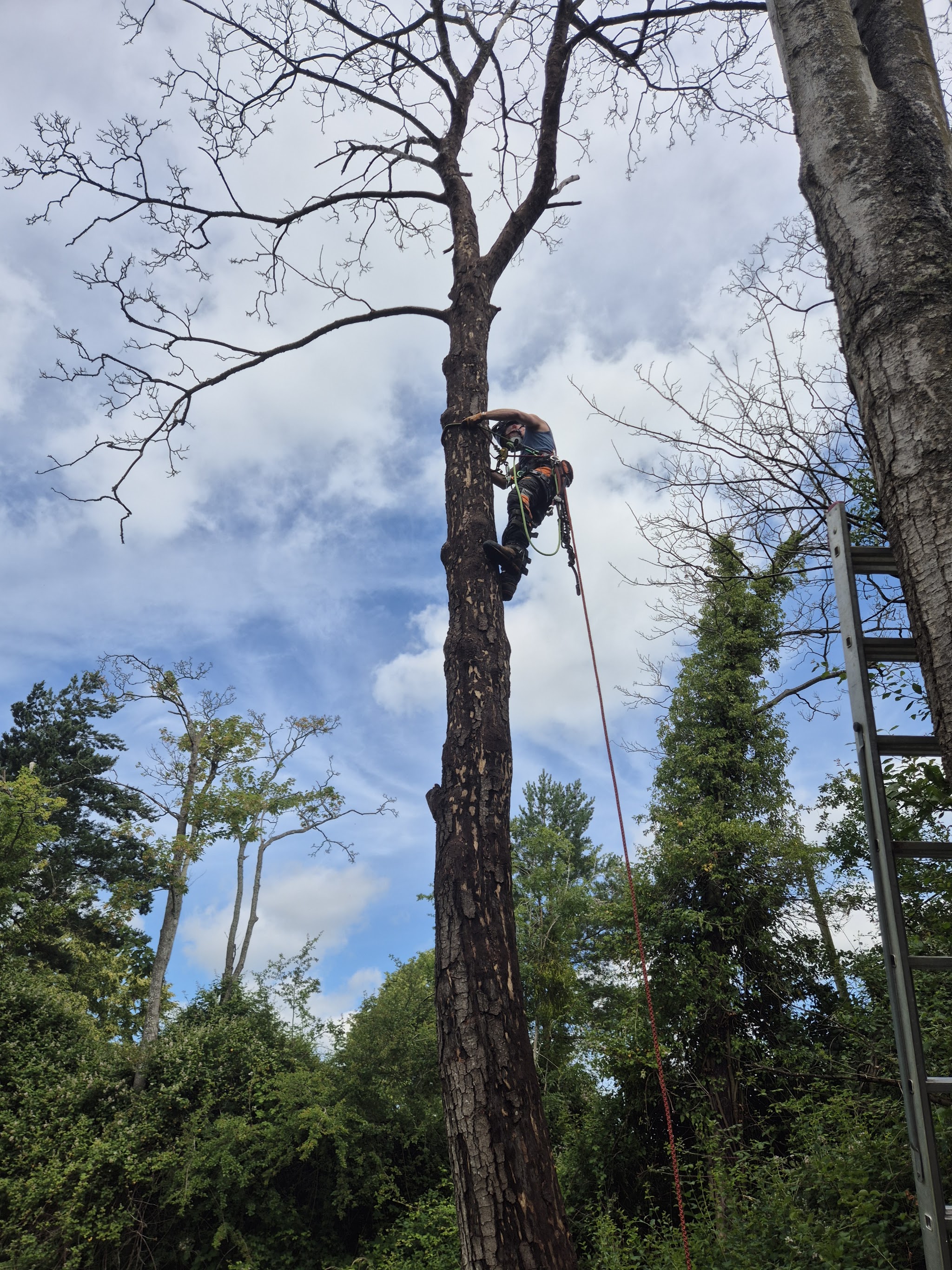A D Woods climber roped up a tall bare trunk, taking it down in sections