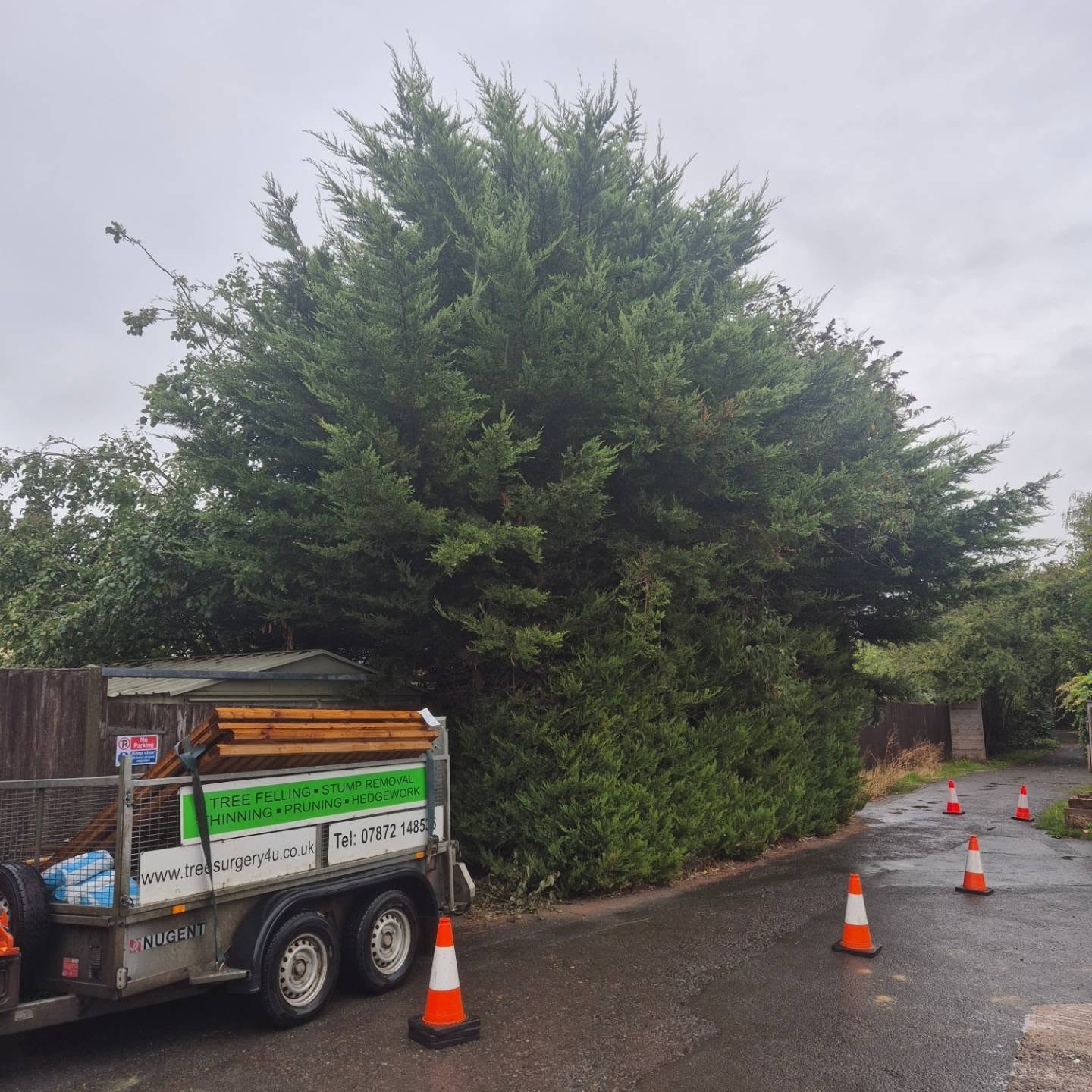 The D Woods trailer and cones set up beside a big conifer on a quiet lane