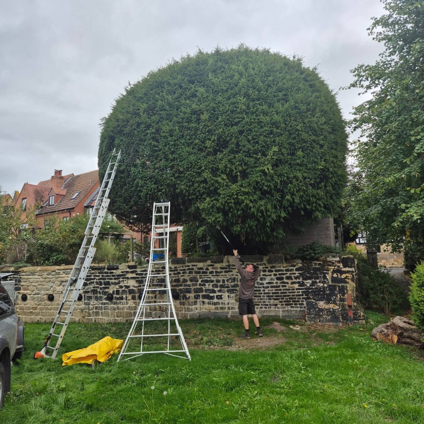 A huge rounded conifer hedge being cut with tripod ladders