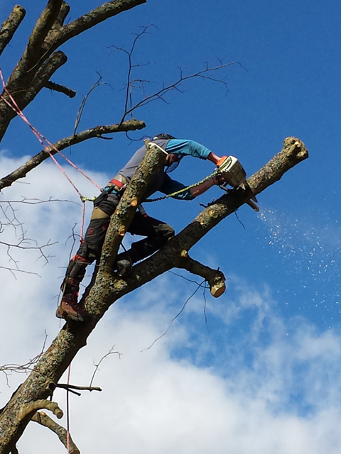 Climber cutting a limb high in a tree against a blue sky