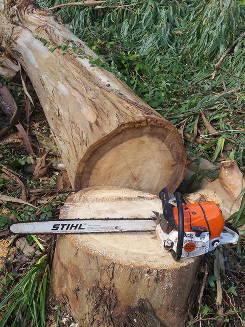 Stihl chainsaw resting on a freshly cut log