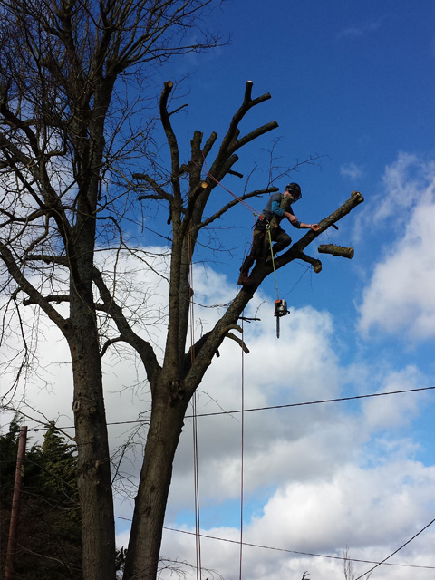 Climber reducing a tall tree by a road