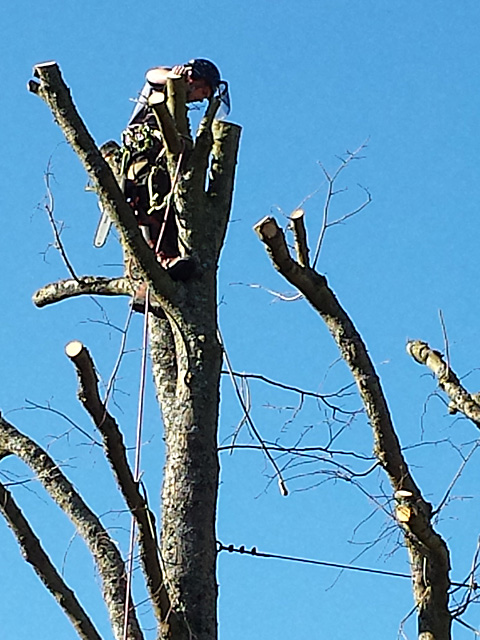 Pollarded trunk with a climber at the top