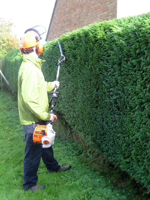 Trimming a tall conifer hedge with a pole hedge cutter