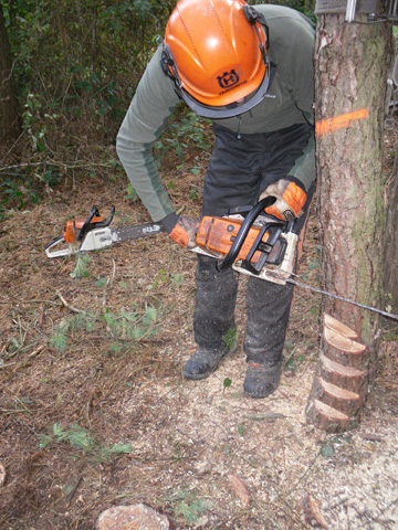 Felling cut being made at the base of a tree in woodland