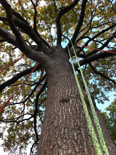 Green climbing line running up the trunk of a large tree into the canopy