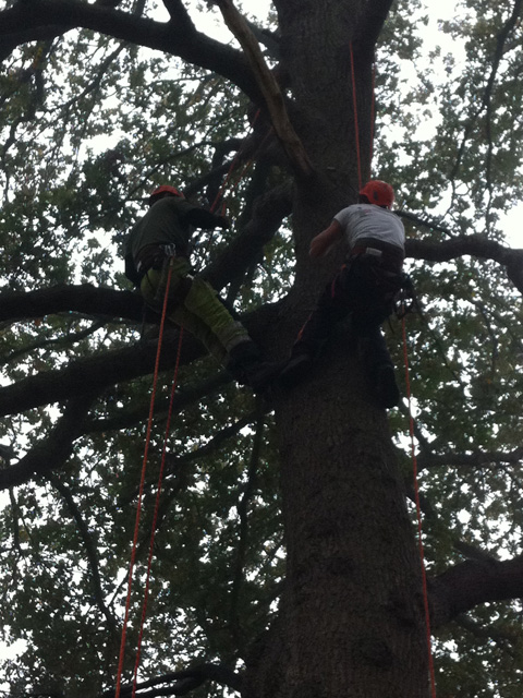 Two climbers roped into the crown of a big tree