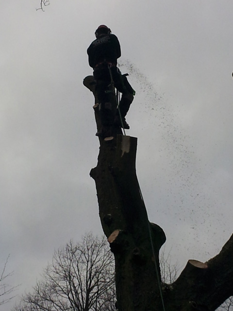 Climber sectioning down a tall trunk, sawdust flying