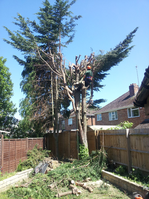 Climber reducing a big conifer in a back garden
